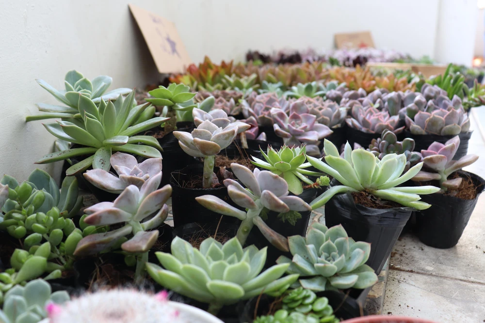 Từ 5 viên pin cũ trở lên, mỗi người có thể đổi lấy một chậu cây nhỏ nhắn, xinh xắn như xương rồng, sen đá…