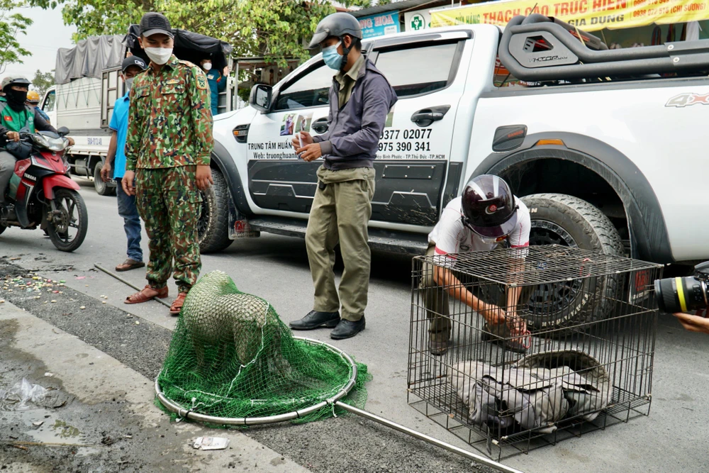 Sau 2 lần ra quân, đội đã bắt giữ hơn 10 con chó thả rông. Ảnh: BẢO PHƯƠNG