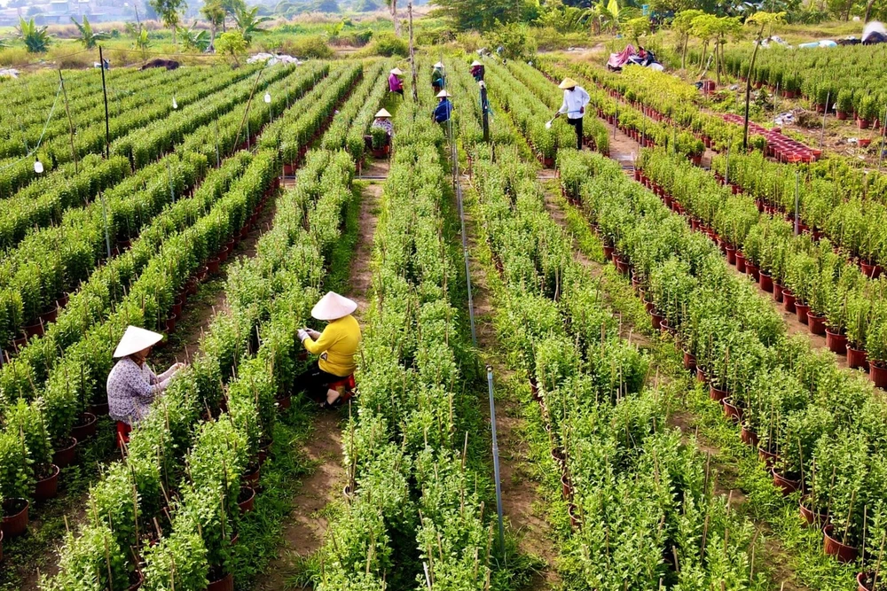 Chỉ còn chưa đầy một tháng nữa là đến tết Nguyên đán Quý Mão 2023. Vào những ngày này, người dân sẽ dễ dàng bắt gặp hình ảnh nhộn nhịp của các vườn hoa tại TP.HCM.