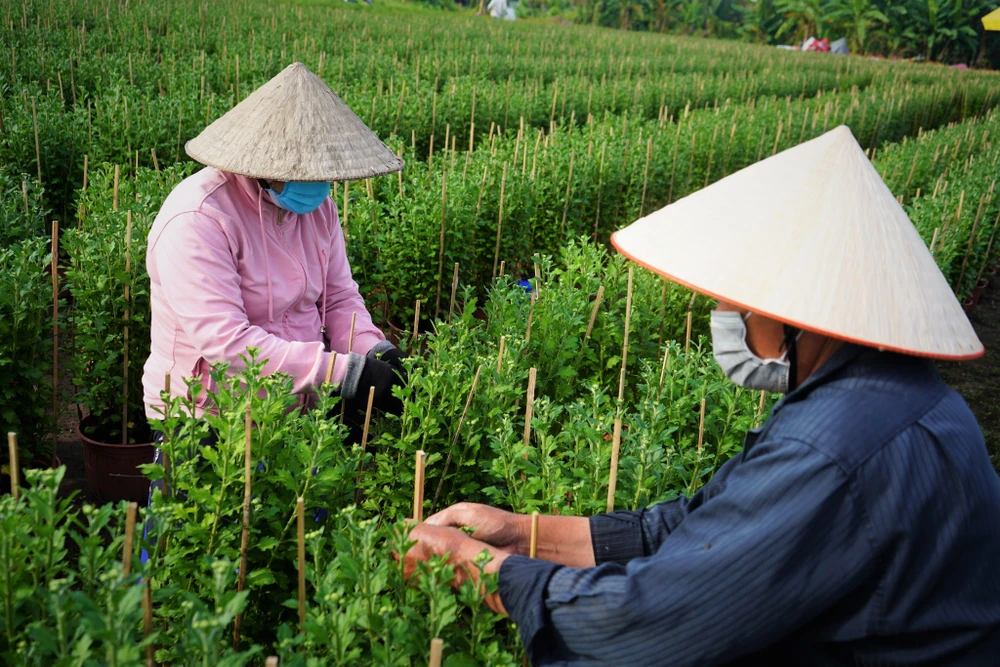Một số chủ vườn hoa tại đây cũng cho biết, năm nay giá vật tư tăng cao nhưng các nhà vườn vẫn chưa quyết định giá bán vì còn phải tham khảo giá thị trường xem thế nào.