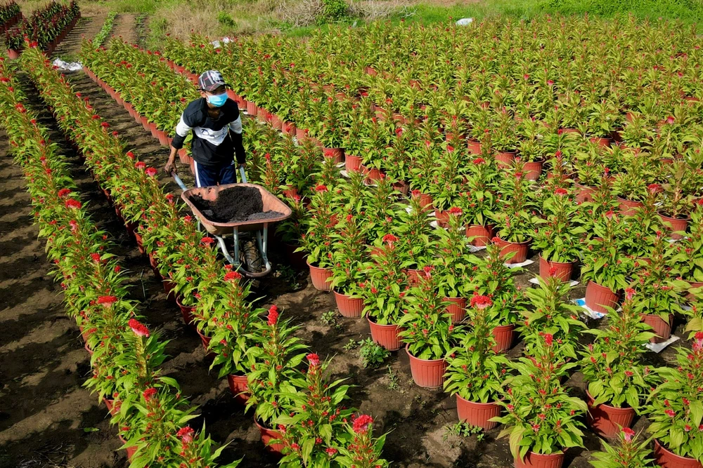 Việc bón phân để bổ sung dinh dưỡng cho cây cũng được thực hiện thường xuyên để cây sinh trưởng tốt, ra hoa đẹp.