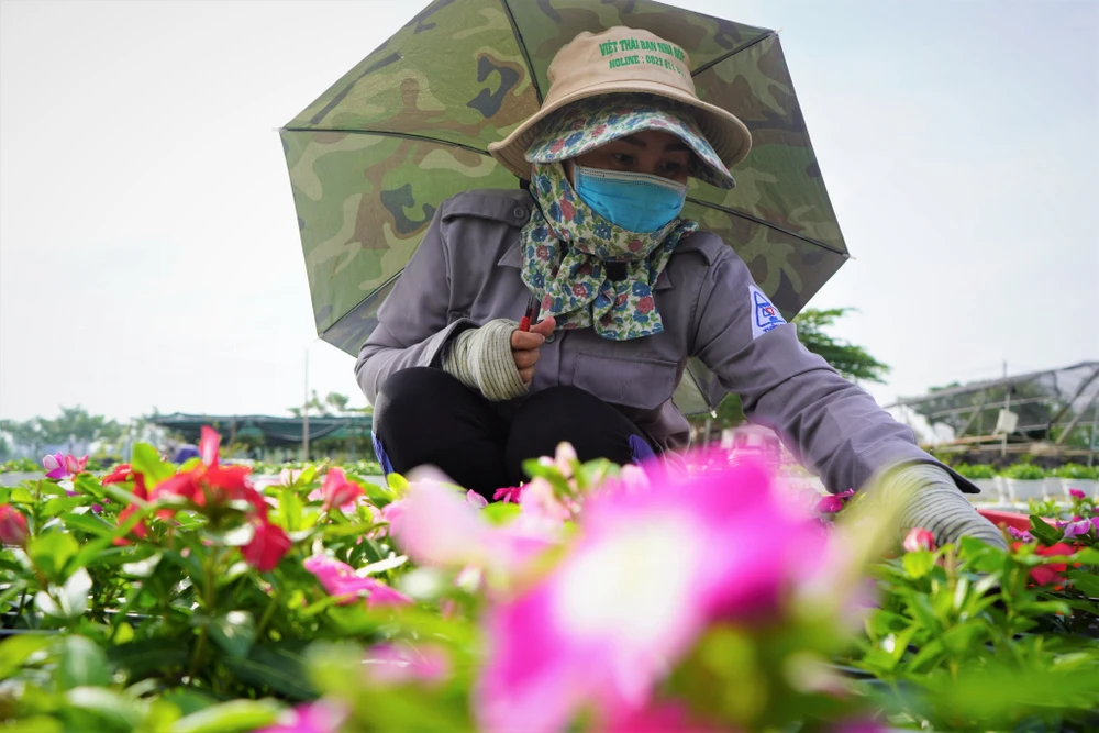 Tương tự như mọi năm, nhà vườn vẫn luôn chọn những loại hoa quen thuộc, dễ trồng như vạn thọ, mào gà, hướng dương, dừa cạn, cát tường, cúc ruby...