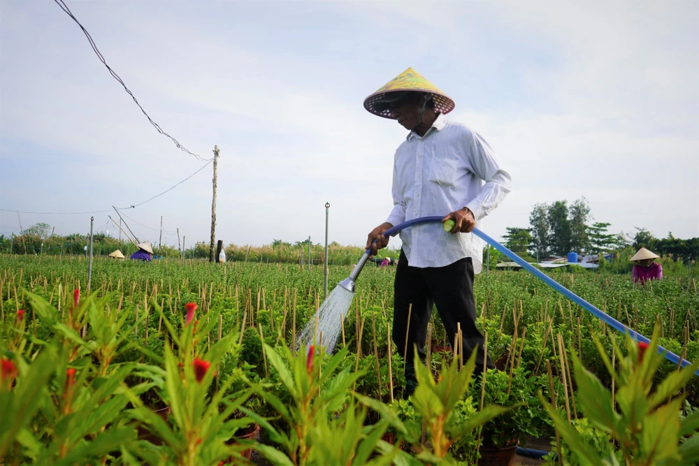 Đây là thời gian các công nhân tất bật thực hiện những bước chăm sóc cuối cùng như tưới nước, bón phân, ngắt nụ... để chờ ngày xuất hoa.