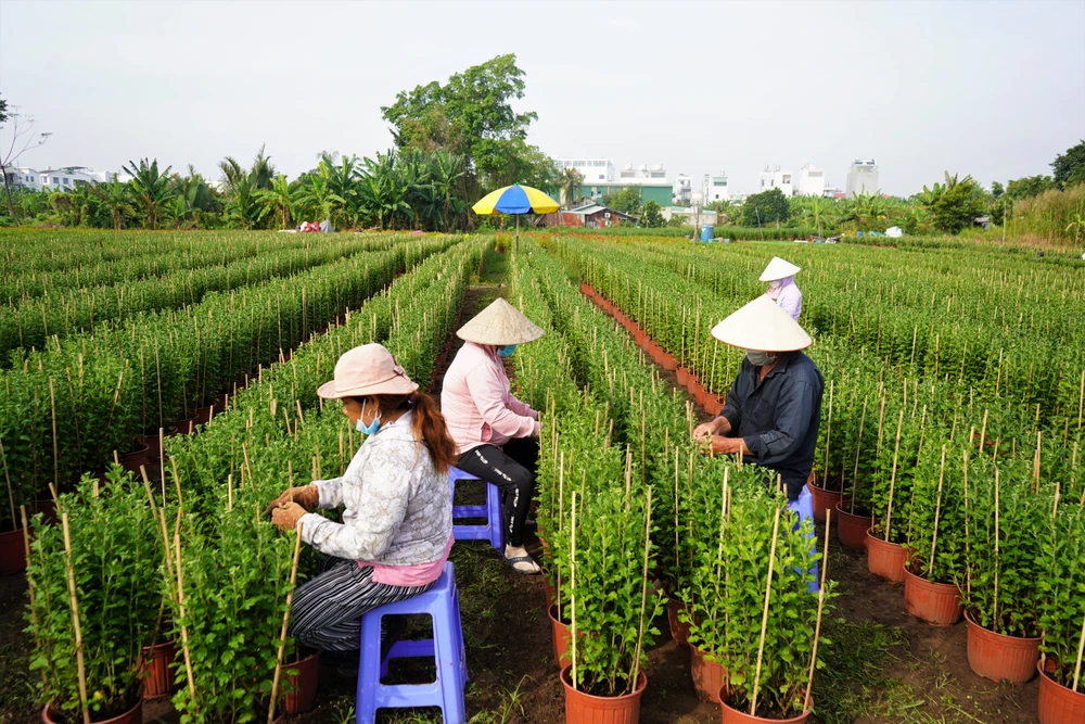 Trung bình mỗi vườn hoa có đến hàng chục công nhân cùng nhau làm việc liên tục để hoa nở kịp đúng vào dịp tết.