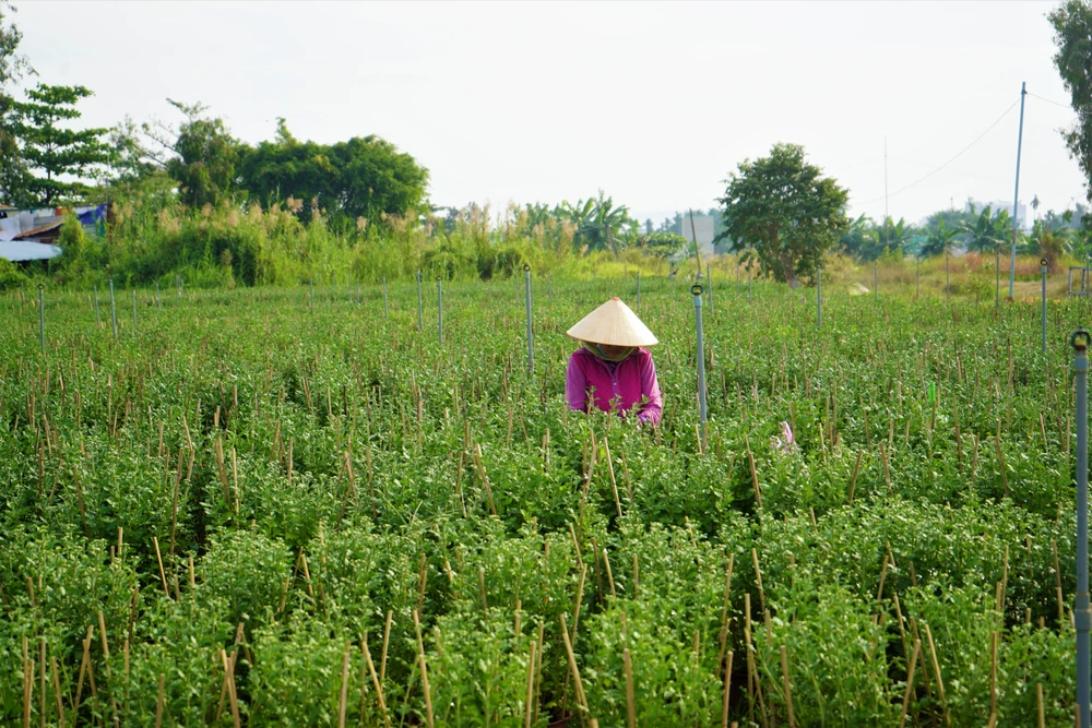 Một công nhân cho biết công việc ngắt, tỉa các nụ hoa xung quanh giúp cây tập trung dinh dưỡng nuôi nụ hoa chính 8 giờ mỗi ngày được trả khoảng 200.000 đồng.