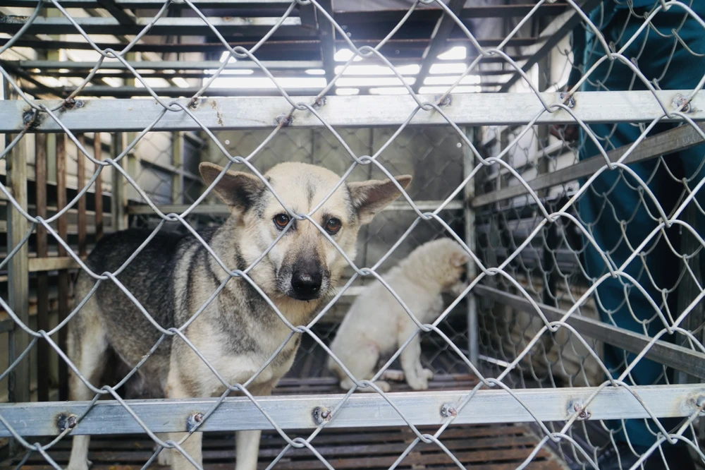 Chó được đưa vào lồng sắt sau đó về phường tạm giữ. Chủ nuôi muốn nhận lại phải nộp phạt vi phạm hành chính. Sau 48 giờ, nếu không có người đến nhận chó sẽ được giao cho đơn vị có chuyên ngành thú y xử lý theo quy định. Ảnh: HUỲNH THƠ Chó được đưa vào lồng sắt sau đó về phường tạm giữ. Chủ nuôi muốn nhận lại phải nộp phạt vi phạm hành chính. Sau 48 giờ, nếu không có người đến nhận chó sẽ được giao cho đơn vị có chuyên ngành thú y xử lý theo quy định. Ảnh: HUỲNH THƠ