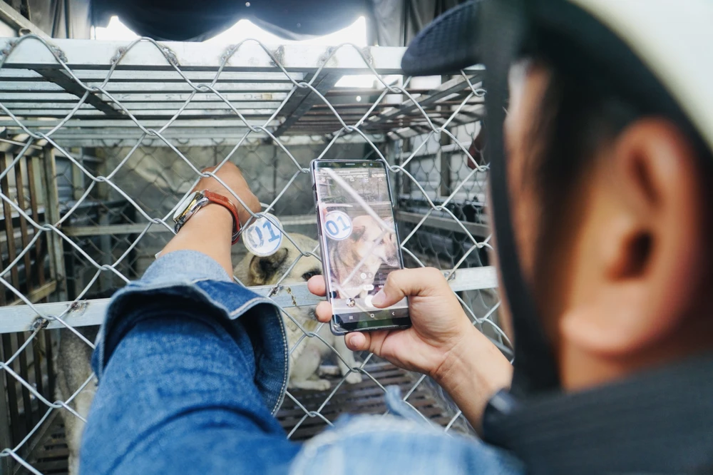 Sau khi bắt thì đội bắt chó sẽ đánh dấu số thứ tự của chó, ghi chép lại địa điểm bắt…Đây là thao tác quan trọng để chủ chó biết chính xác chó nào của nhà mình mà liên hệ nhận lại. Ảnh: HUỲNH THƠ Sau khi bắt thì đội bắt chó sẽ đánh dấu số thứ tự của chó, ghi chép lại địa điểm bắt…Đây là thao tác quan trọng để chủ chó biết chính xác chó nào của nhà mình mà liên hệ nhận lại. Ảnh: HUỲNH THƠ