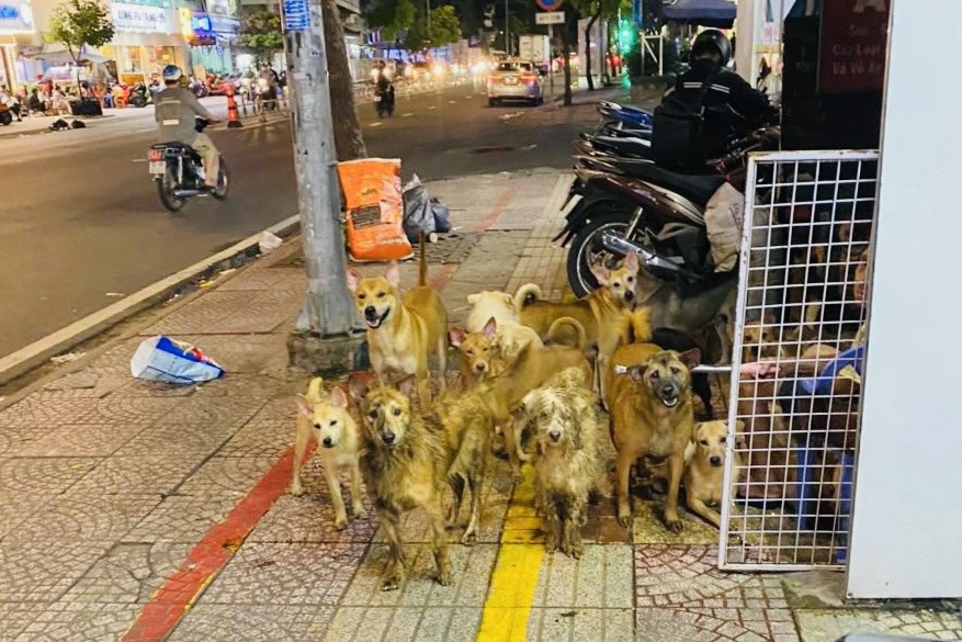 Đàn chó tại căn nhà trên đường Hoàng Diệu, phường 9, quận 4, TP.HCM chạy ra vỉa hè và sủa lớn mỗi khi thấy người lạ. Ảnh: NDCC Đàn chó tại căn nhà trên đường Hoàng Diệu, phường 9, quận 4, TP.HCM chạy ra vỉa hè và sủa lớn mỗi khi thấy người lạ. Ảnh: NDCC