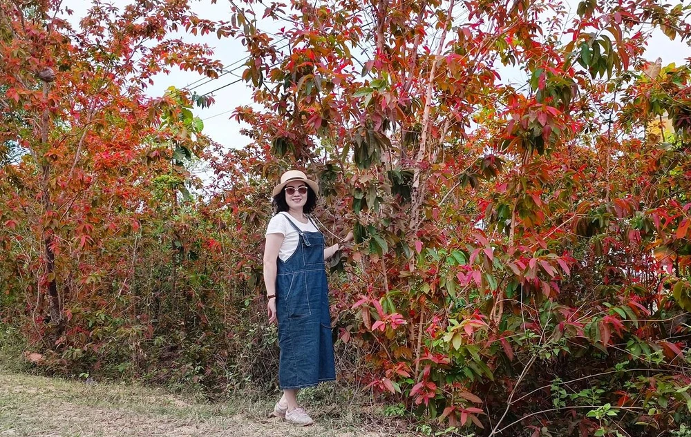 Thăm thú cảnh sắc thiên nhiên hoang sơ, ngắm rừng thông, đồi cà phê, những vườn sầu riêng, bưởi, chôm chôm đang vào vụ... Ảnh: NÚI XANH