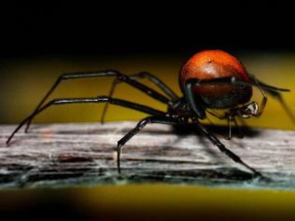 5 tháng, 2 lần bị nhện độc cắn “chỗ ấy”. 