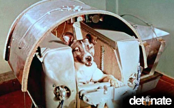 Cô chó đầu tiên bay vào vũ trụ Laika. Laika đã không trở về, chết trên tàu vũ trụ. 