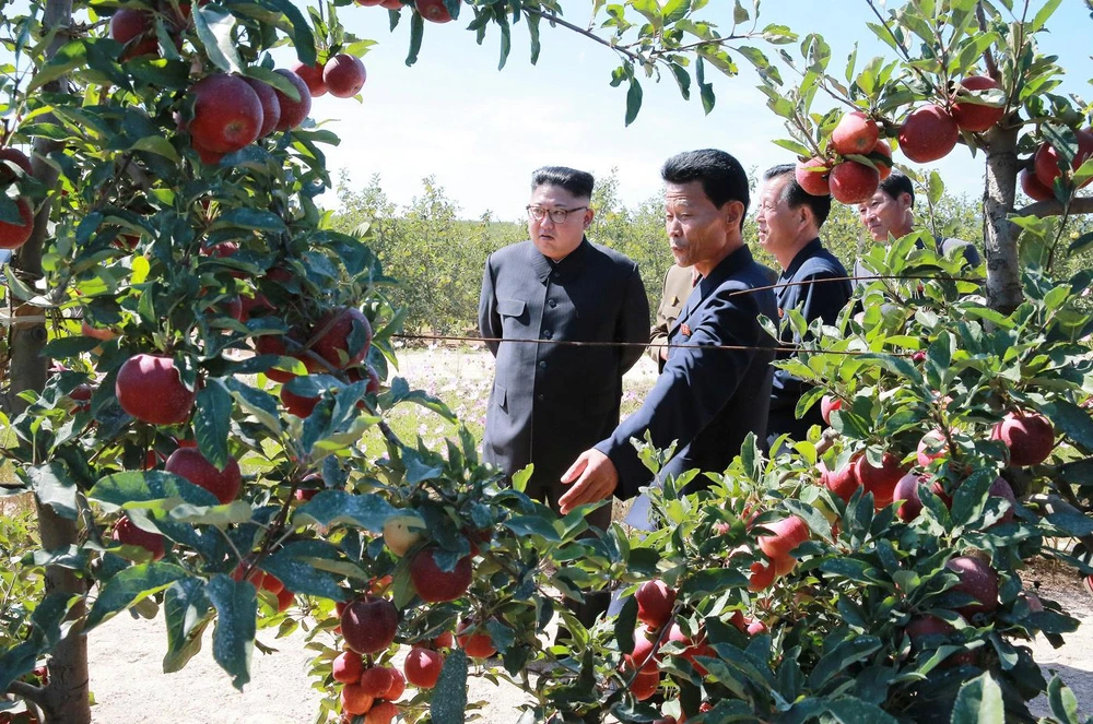 Ông Kim Jong-un (trái) trong một chuyến đi thăm vườn táo ở Bình Nhưỡng. Ảnh: KCNA công bố ngày 21-9