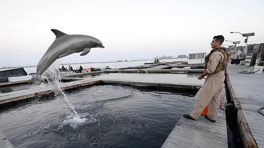 Cá heo được huấn luyện bảo vệ căn cứ Kitsap-Bangor. Ảnh: US NAVY