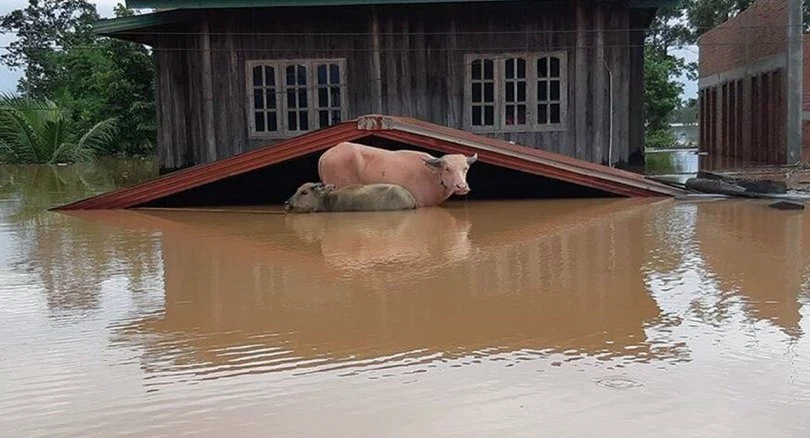 Bò đứng chôn chân trong nước lụt chờ cứu tại huyện Sanamxai, tỉnh Attapeu (Lào) ngày 25-7. Ảnh: EPA