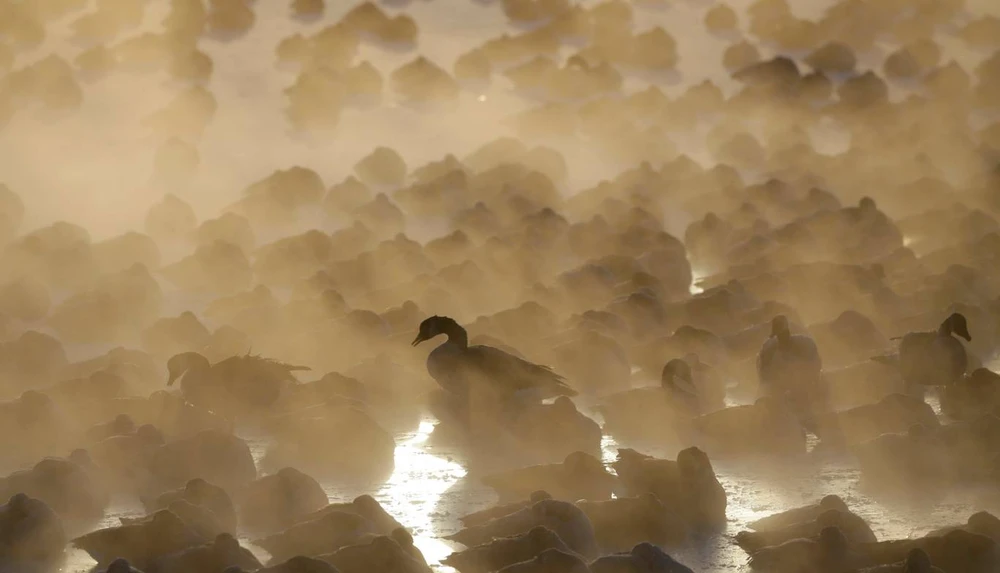 Đàn chim co ro trên sông băng ở New York. Ảnh: AP