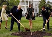Cây sồi giao hảo ông Macron tặng ông Trump bỗng dưng biến mất