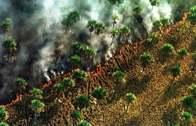 Một khu vực bang Mato Grosso (Brazil) bị cháy, ảnh chụp từ trên không ngày 20-8. Ảnh: EPA