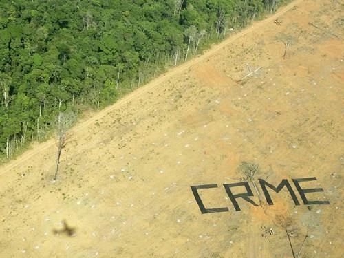 Tổ chức môi trường Greenpeace gọi hành động phá rừng là tội ác - Crime. Ảnh: REUTERS