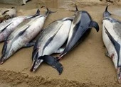 1.100 con cá heo bị cắt xẻo dạt vào bờ biển Pháp