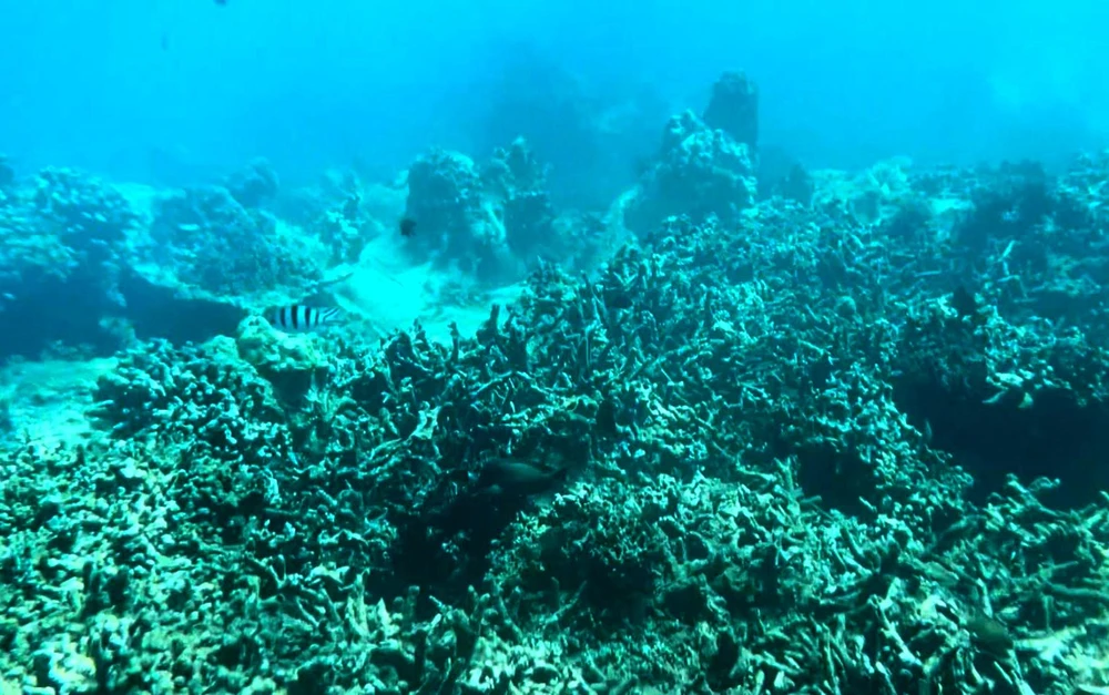Rạn san hô tại Khu bảo tồn biển Hòn Mun đang bị gãy đổ, chết hàng trăm m2. Ảnh: NĐ.