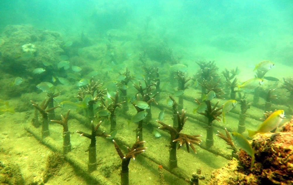 Vườn ươm san hô với giá nhựa có thể di dời đến nơi phục hồi. Ảnh: TN.