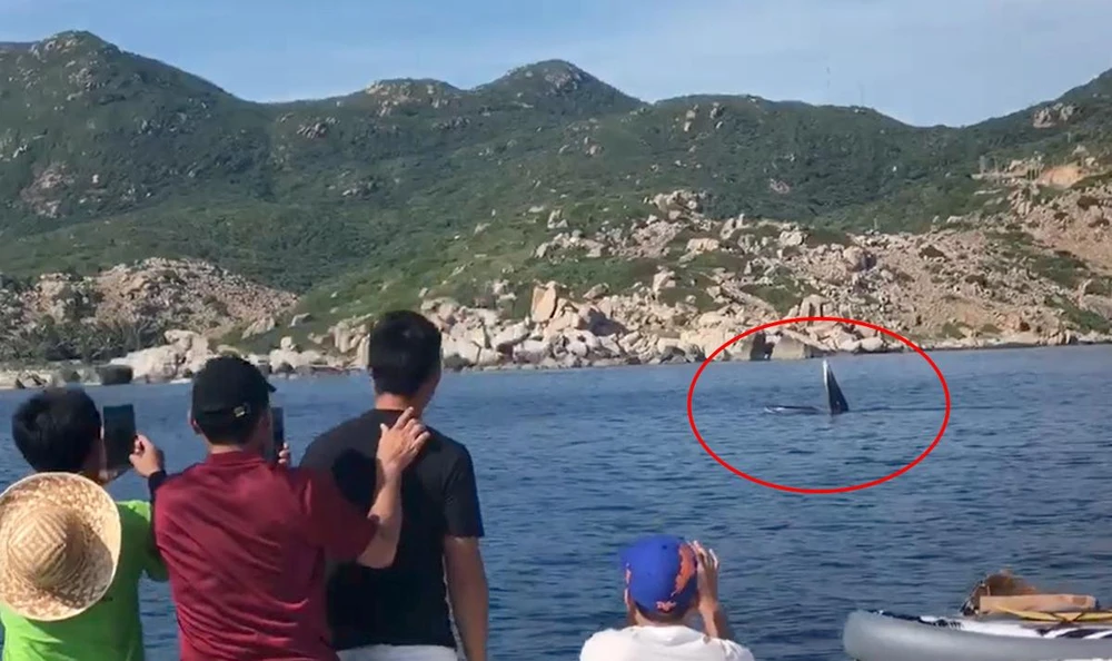 Du khách thích thú chứng kiến cá voi săn mồi ở đảo Bình Hưng. Ảnh cắt từ clip.