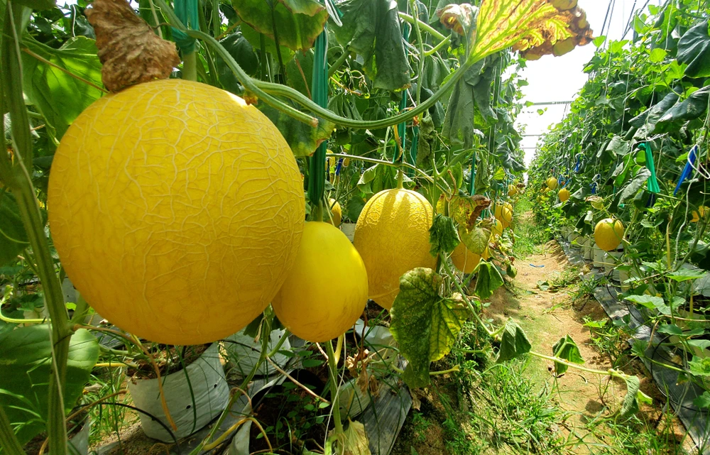 Khí hậu Ninh Thuận cho ra quả dưa lưới ngon. Ảnh: HH.