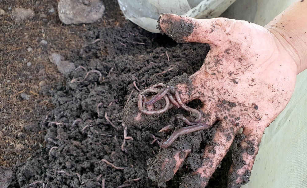 Anh Nguyễn Quốc Khánh đánh giá nuôi trùn quế là mô hình hiệu quả. Ảnh: HH.