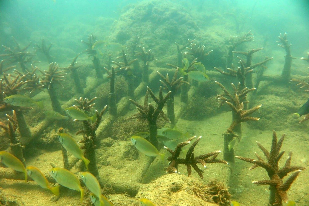 Rạn san hô sẽ được khoanh vùng bảo vệ. Ảnh: MK. Rạn san hô sẽ được khoanh vùng bảo vệ. Ảnh: MK.