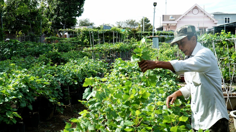 Ông Hoài giới thiệu nho cảnh cho khách. Ảnh: HH