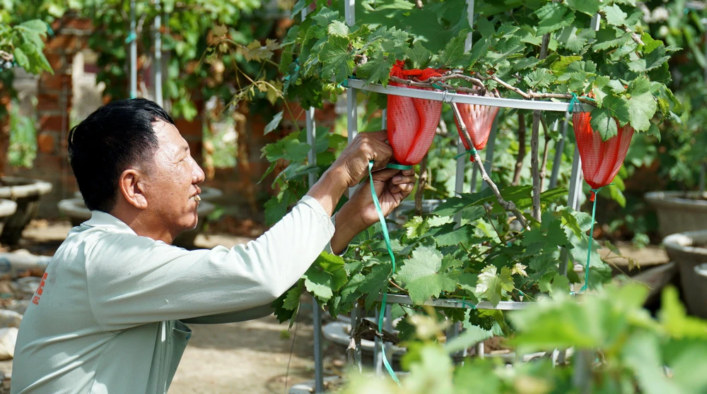 Các chùm nho được bọc bao xốp, cột cẩn thận. Ảnh: HH
