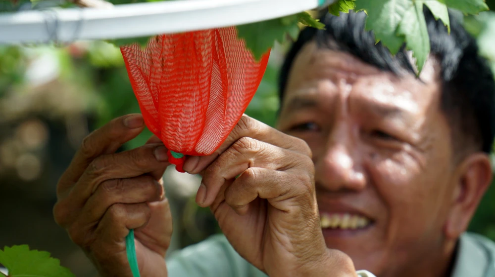 Vụ nho Tết của người trồng nho Ninh Thuận năm nay trúng vụ. Ảnh: HH