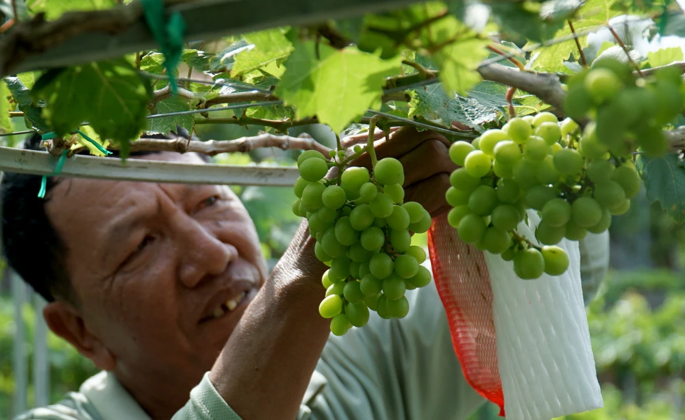 Vụ nho Tết của người trồng nho Ninh Thuận năm nay trúng vụ. Ảnh: HH