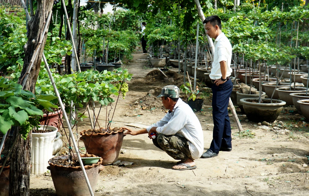 Vườn nho cảnh của Hợp tác xã nho cảnh A8 đã xuất cho khách gần 1.000 chậu nho cảnh phục vụ Tết.