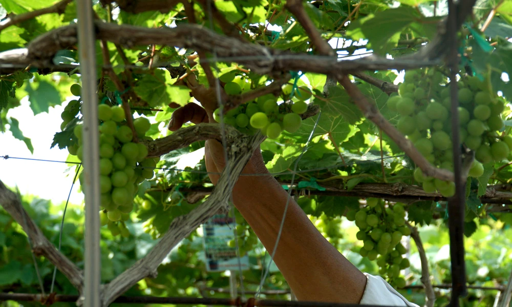 Lá nho được tỉa bớt để tạo khoảng sáng. Ảnh: HH