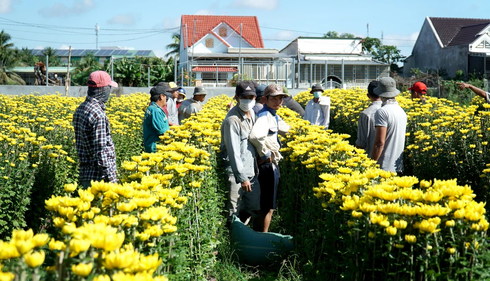 Trao đổi với PLO, ông Trần Minh Tự, Tổ trưởng Tổ hợp tác - liên kết sản xuất kinh doanh hoa cúc Ninh Giang cho biết hoa cúc không đẹp bằng những năm trước do thời tiết. Theo ông Tự, địa phương có 45.000 chậu nhưng số chậu hoa đẹp khoảng 40.000 chậu. Số này đã được thương lái đặt mua. Khoảng 5.000 chậu hoa còn lại bị rớt lá chân hoặc nở muộn đang được người dân chăm sóc và sẽ đem đi tiêu thụ.