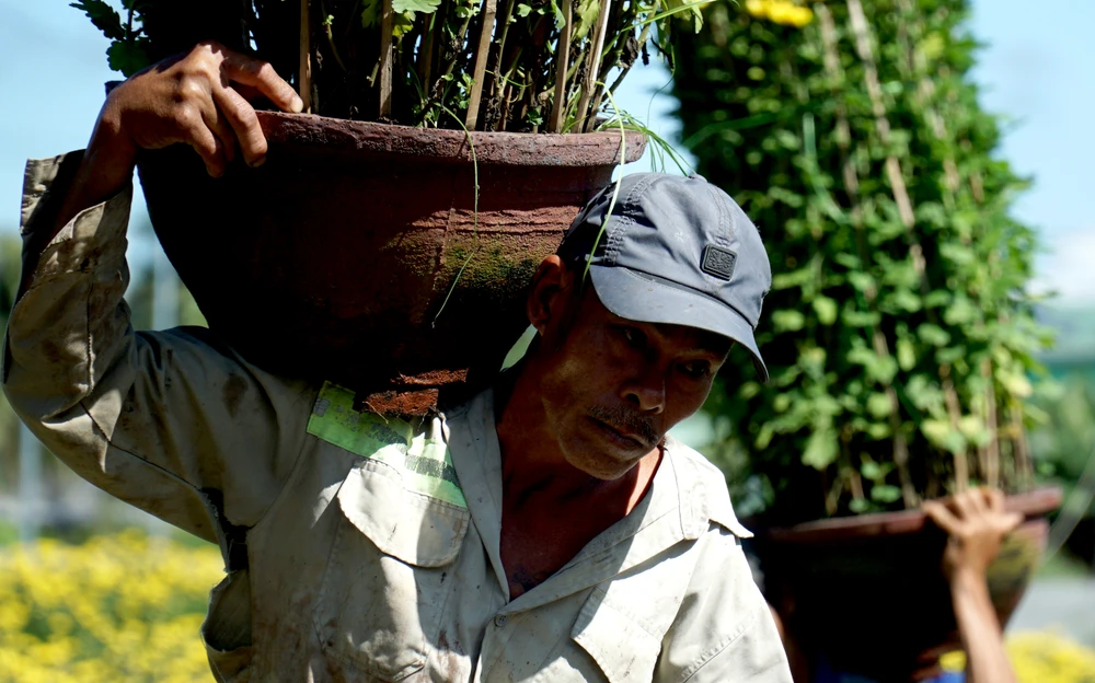 Ngoài trồng hoa, người dân nơi đây cũng kiếm thêm thu nhập từ việc bốc vác hoa cho các thương lái. Một người bốc vác hoa cho biết công mỗi chậu hoa bốc lên xe giá từ 10.000 đồng đến 50.000 đồng tùy chậu lớn nhỏ. "Mỗi ngày tôi kiếm được khoảng 600.000 đồng, cũng có thêm thu nhập để chi tiêu ngày Tết" - người đàn ông này nói.