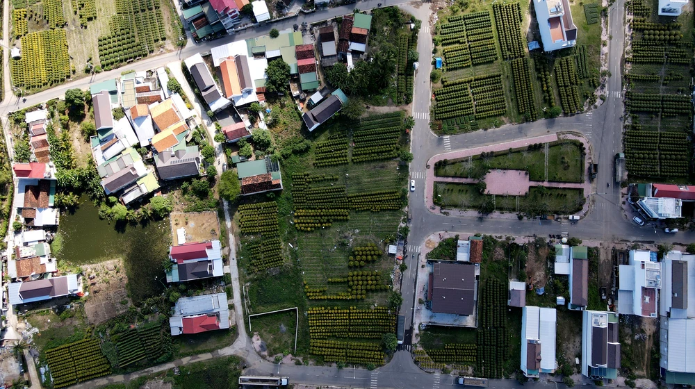 Những ngày cuối năm, làng nghề trồng hoa cúc Phong Phú 2 tại phường Ninh Giang, thị xã Ninh Hòa, tỉnh Khánh Hòa, nhộn nhịp những chuyến xe vận chuyển hoa cúc đi các tỉnh thành để tiêu thụ. Nằm cách TP Nha Trang khoảng 40 km về phía Bắc, nơi đây được xem là thủ phủ hoa cúc của vùng Nam Trung bộ.