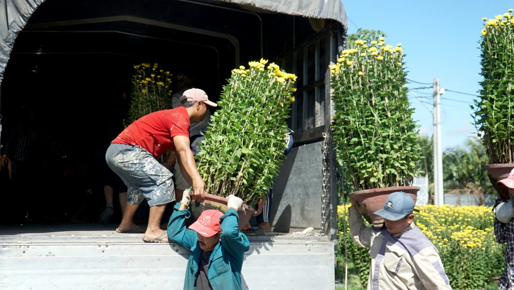 Hoa cúc Ninh Giang rất được các thị trường TP.HCM, Ninh Thuận, Bình Thuận và các tỉnh Tây Nguyên ưa chuộng. Mỗi ngày, làng hoa Ninh Giang có hàng chục xe tải từ các tỉnh xếp hàng chờ bốc hoa.