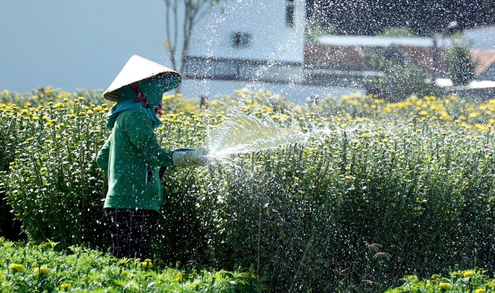 Chị Lương Thị Mỹ Vệ cho biết năm nay gia đình chị trồng 300 chậu tô 10 (đường kính 50 cm) và 100 chậu tô 15 (đường kính 60cm). Chậu tô 10 chị bán ra với giá 230.000 đồng/chậu, còn chậu tô 15 có giá 430.000 đồng/chậu. "Thương lái đã mua hết nhưng đến 24 âm lịch mới chở đi vì mưa nhiều nên hoa nở chậm, tôi phải xử lý cho hoa nở rồi họ mới chở"- chị Vệ cho hay. Nông dân này cho biết năm nay mưa nhiều nên cây hoa cúc dễ bị vàng lá. Đồng thời, việc chăm sóc, phân thuốc theo định kỳ không thực hiện được đều đặn dẫn đến cây bị “cháy” lá chân. Do đó, chi phí chăm sóc hoa tăng cao.