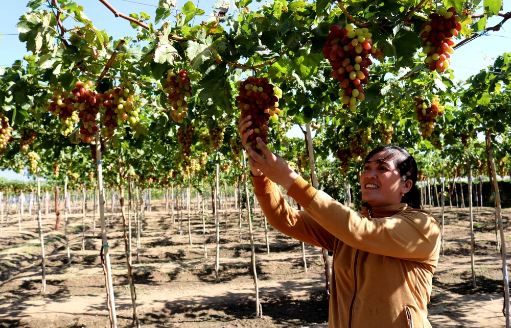 Sở cũng tập trung nhiều giải pháp phát triển nông nghiệp công nghệ cao trong sản xuất và chế biến sản phẩm nông nghiệp. Đồng thời, quy hoạch các vùng sản xuất nông nghiệp ứng dụng công nghệ cao.