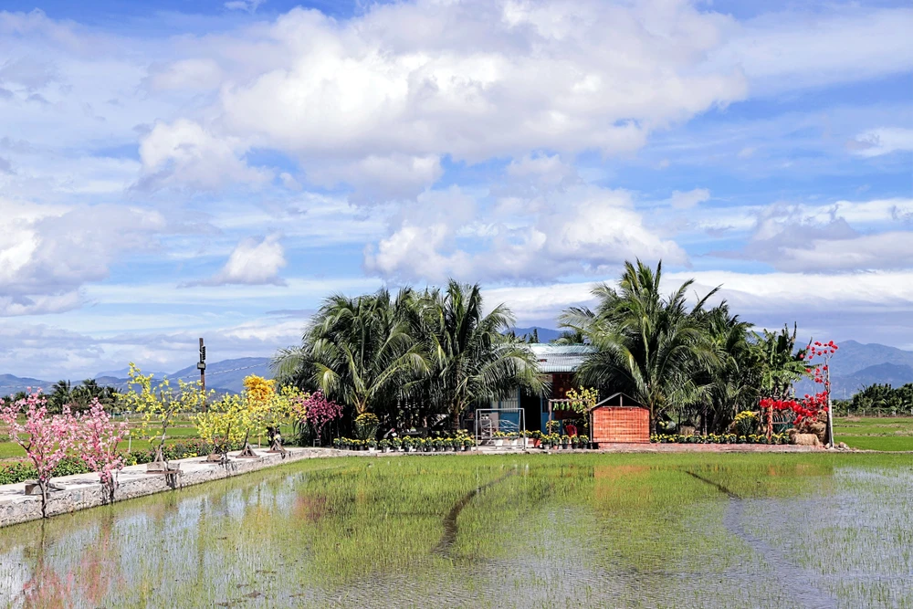 Ngôi nhà nổi bật giữa cánh đồng. Ảnh: NÚI XANH