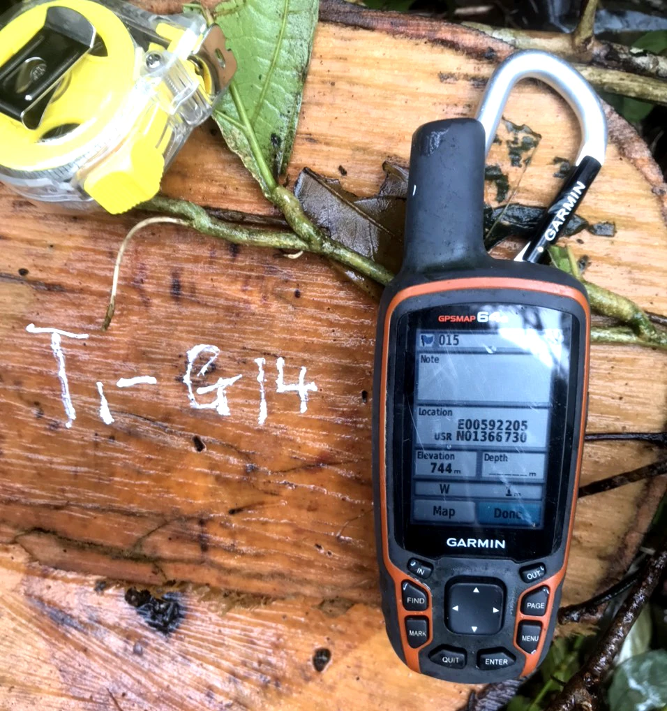 Những cây gỗ có đường kính gốc 50 - 60 cm bị cưa hạ. Ảnh: KIỂM LÂM.