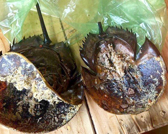 Mẫu vật nghi so biển phát hiện độc tố. Ảnh: BVCC.