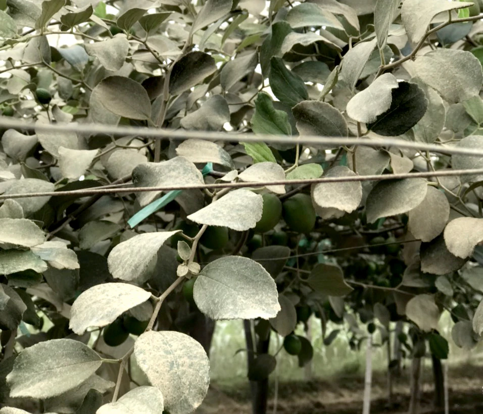 Táo bám bụi do thi công cao tốc Cam Lâm - Vĩnh Hảo