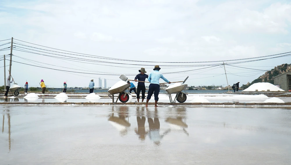 Ông Phan Hồng Hùng (ngụ xã Tri Hải, huyện Ninh Hải, tỉnh Ninh Thuận) cho biết đồng muối 5.000 m2 muối nền đất của gia đình mỗi tuần thu hoạch được được khoảng 7 tấn. "Thời tiết thuận lợi như vậy thì mỗi tuần cào một lần được khoảng 7 tấn. Hiện thương lái đang thu mua với giá 2,2 triệu đồng/tấn. So với mọi năm thì giá muối đang tăng gấp đôi"- ông Hùng nói.