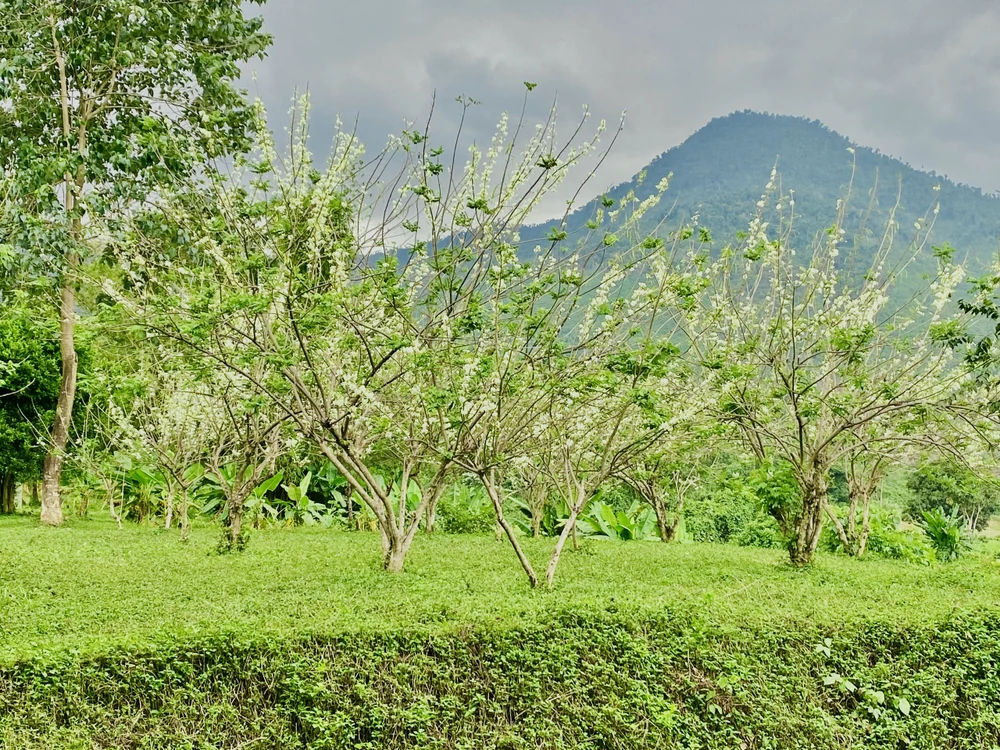 Hoa đậu anh đào được trồng nhiều ở huyện Khánh Vĩnh.
