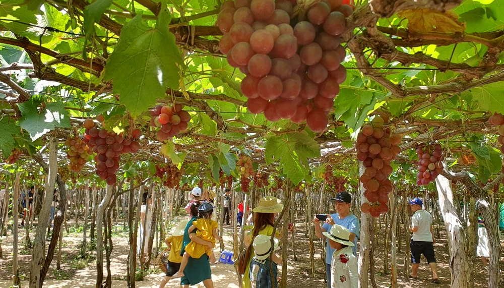 Ninh Thuận dự kiến dành khoảng 16 tỉ đồng tổ chức Lễ hội Nho và Vang năm 2023. Ảnh: H.H Ninh Thuận dự kiến dành khoảng 16 tỉ đồng tổ chức Lễ hội Nho và Vang năm 2023. Ảnh: H.H