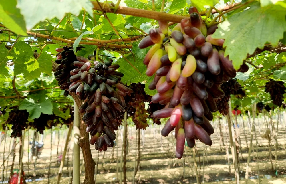 Tỉnh Ninh Thuận tổ chức lễ hội tôn vinh cây nho. Ảnh: THANH XUÂN