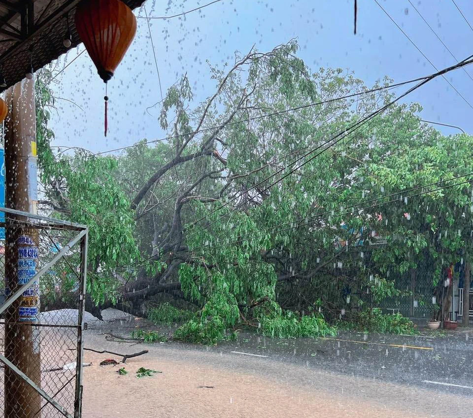 Cây me tây cổ thụ đổ chắn ngang quốc lộ 27